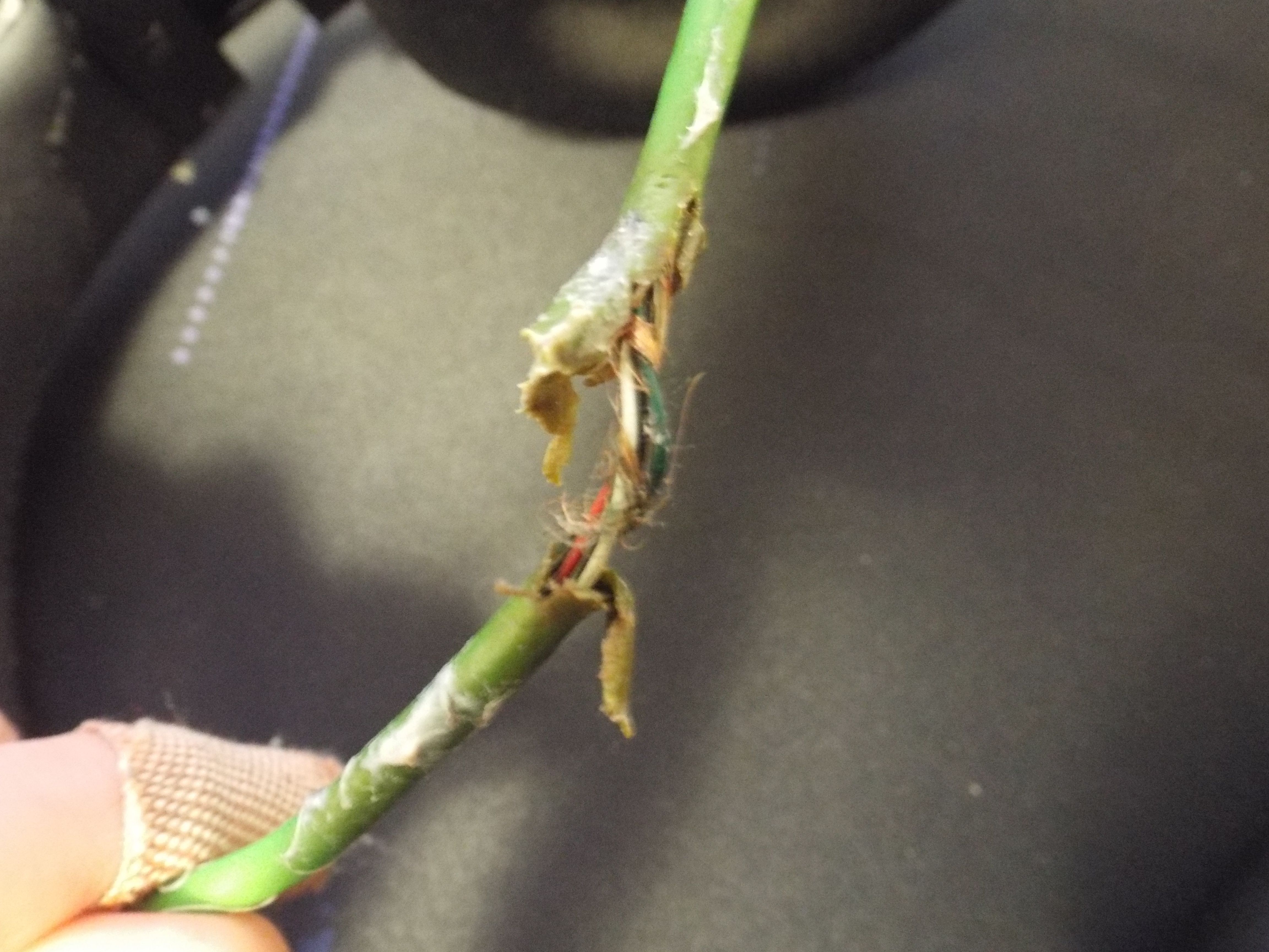a close up shot of the broken section of the headset cable.